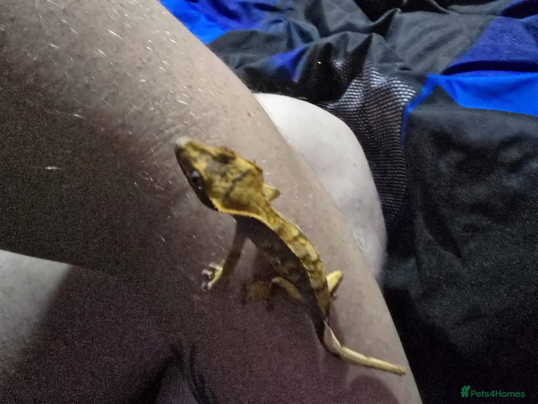 Gecko reptiles for sale: Harlequin crested gecko - Advert 5