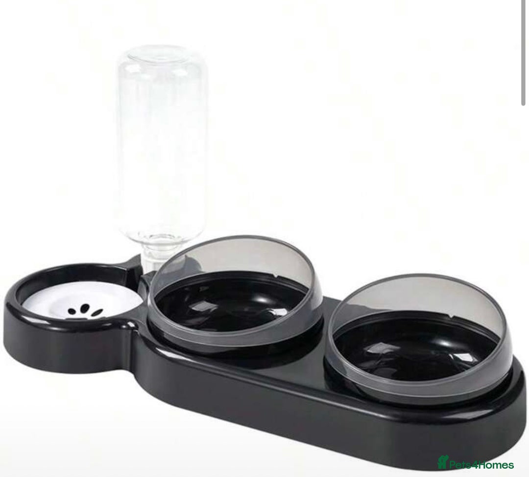 Domestic Shorthair cats for sale: Hello, I am Rio  - Advert 4