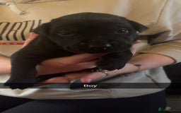Mixed Breed dogs for sale: Pups for sale - Image 4