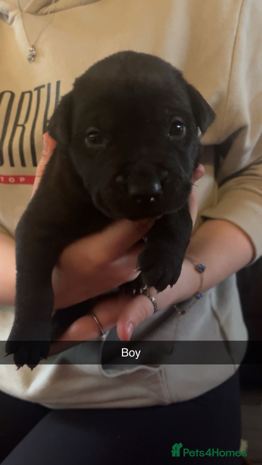 Mixed Breed dogs for sale: Pups for sale - Image 4