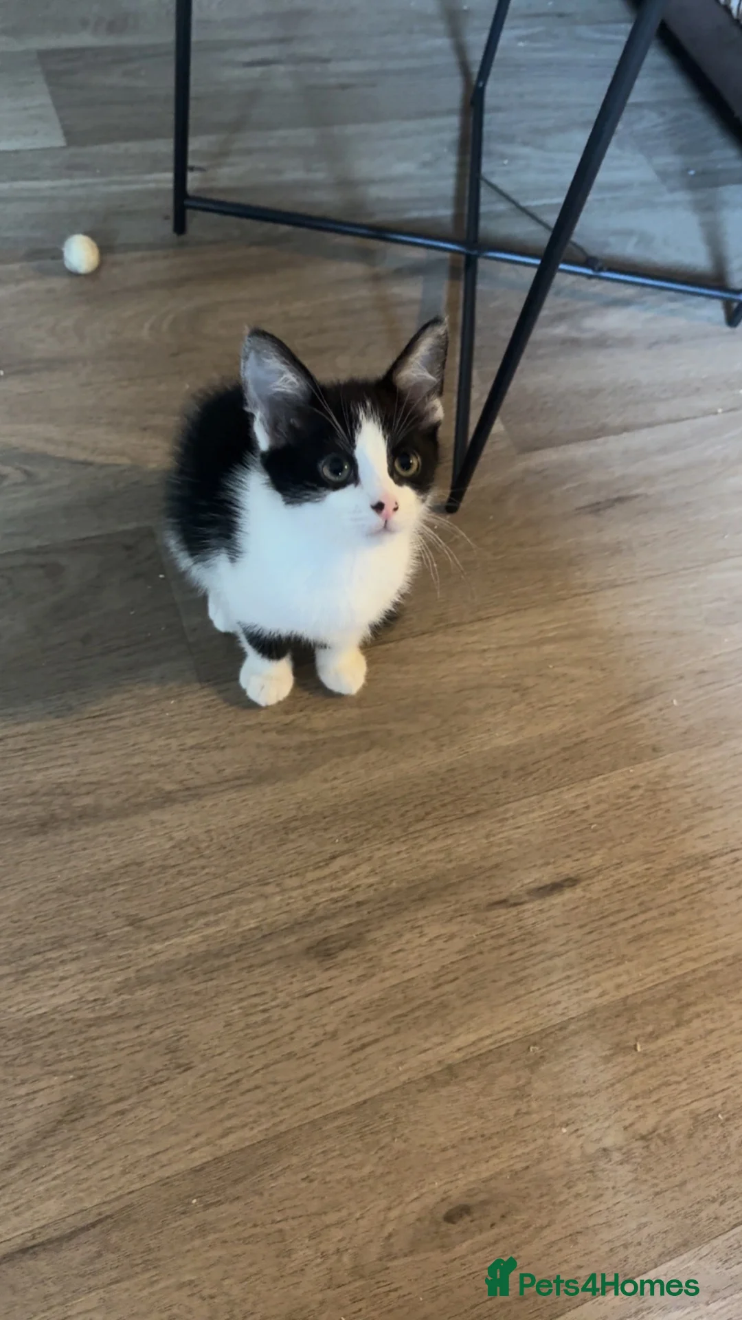 Mixed Breed cats for sale: Young male  for sale  in Swindon - Advert 4