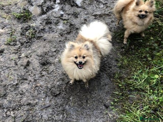 Pomeranian dogs - Advert 1