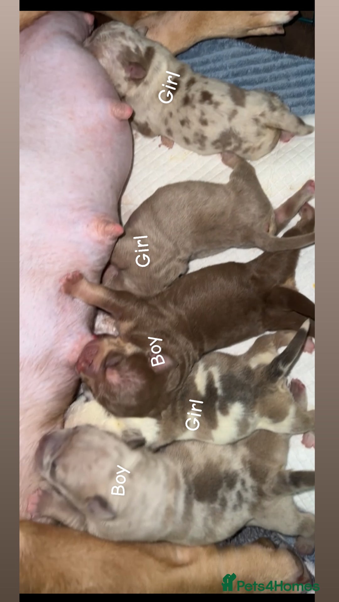 American Bully dogs for sale: 4 pocket bully’s  - Advert 8
