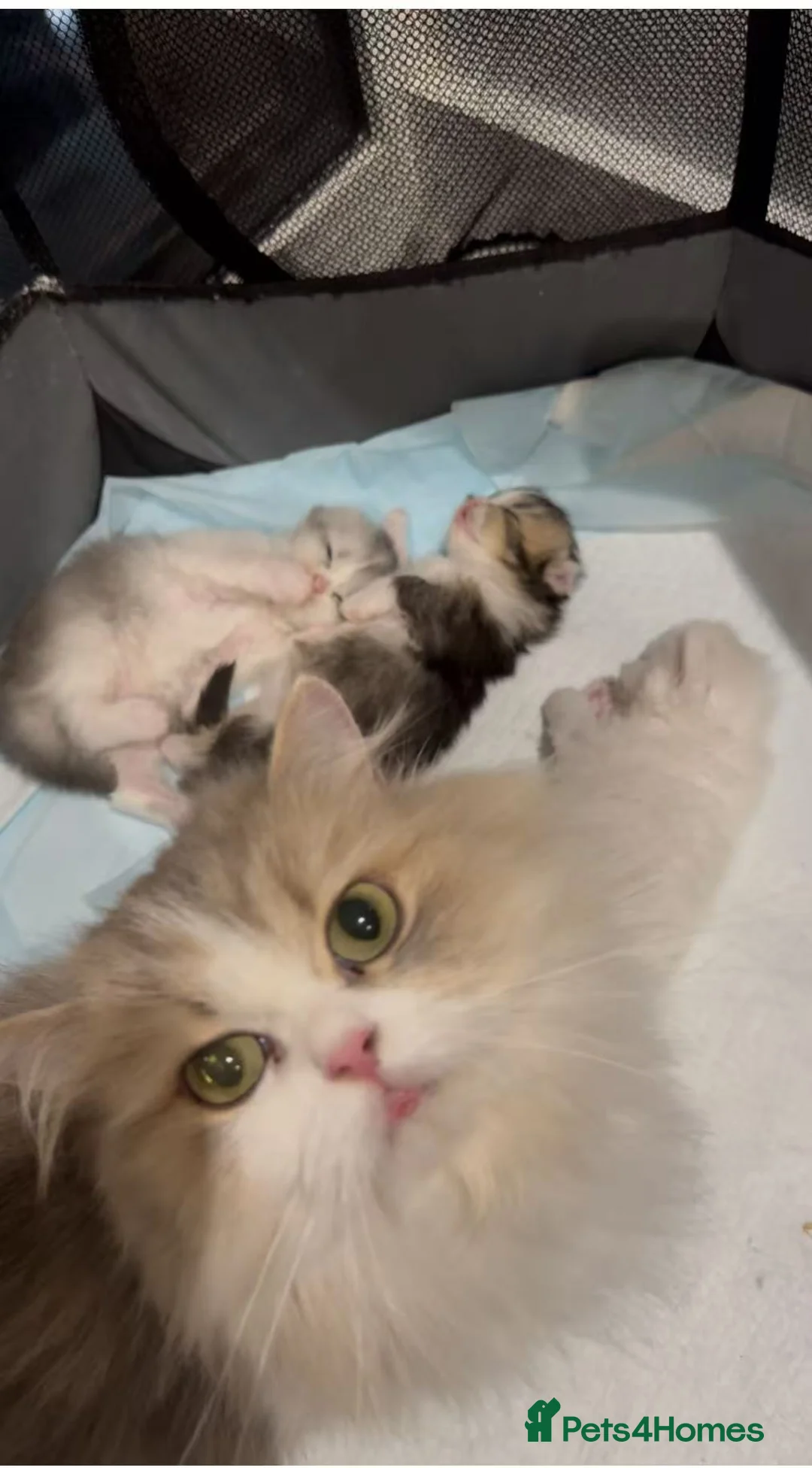 Munchkin cats for sale: Top level Super stunning & rare Minuet - Advert 28