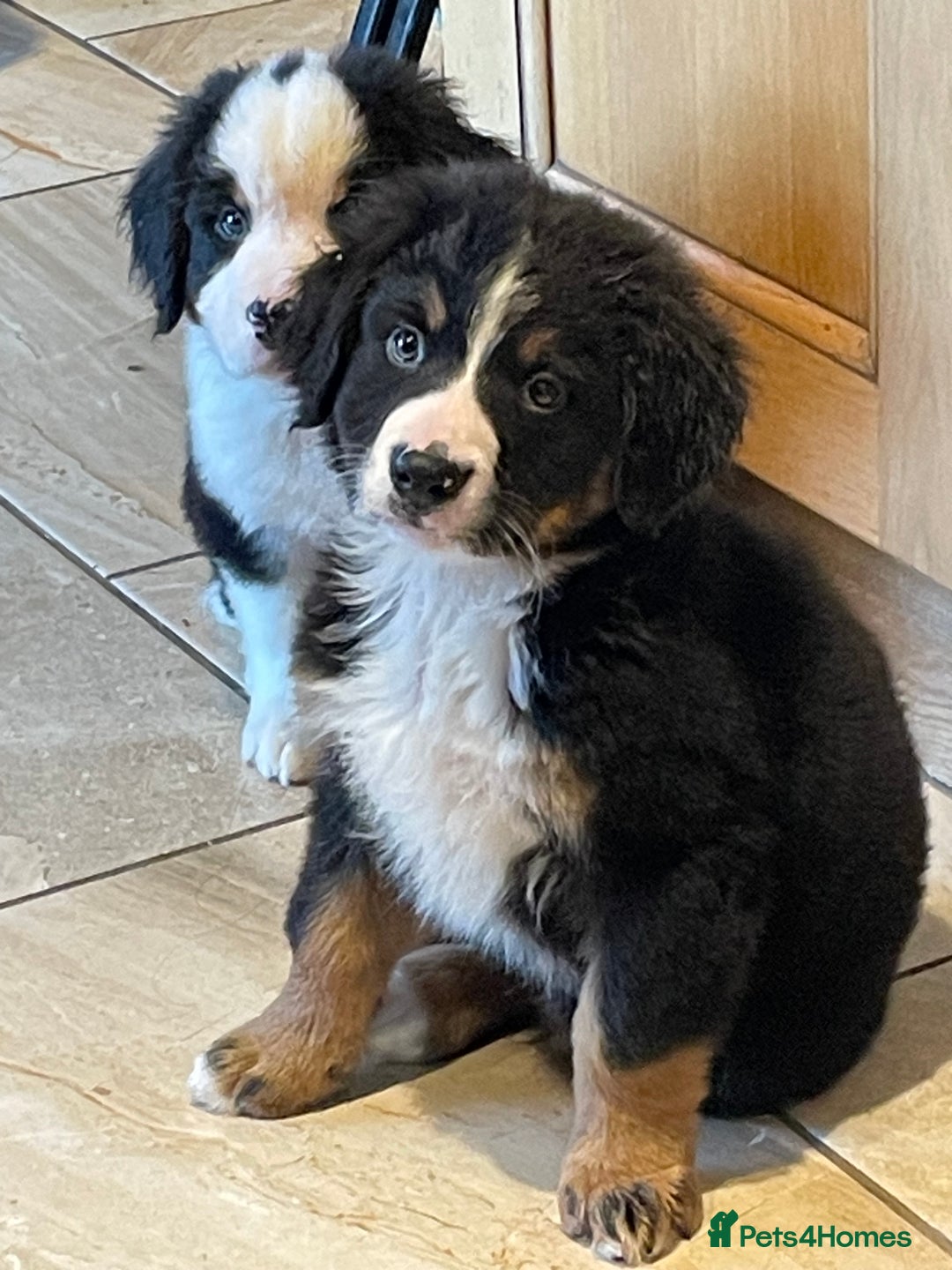 Bernese Mountain Dog dogs for sale: Boys and girls  - Advert 4