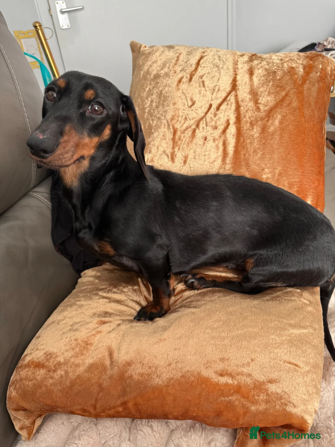 Dachshund dogs for sale: Beautiful 2 year old Black and Tan Roxie for sale - Advert 3