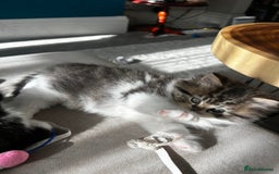 Persian cats for sale: Persian Kittens Looking for Loving Homes - Advert 27