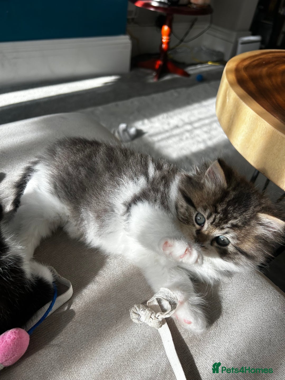 Persian cats for sale: Persian Kittens Looking for Loving Homes - Advert 27