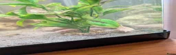 Other/Mixed Breed fish for sale: Fish and tank with everything  - Advert 1
