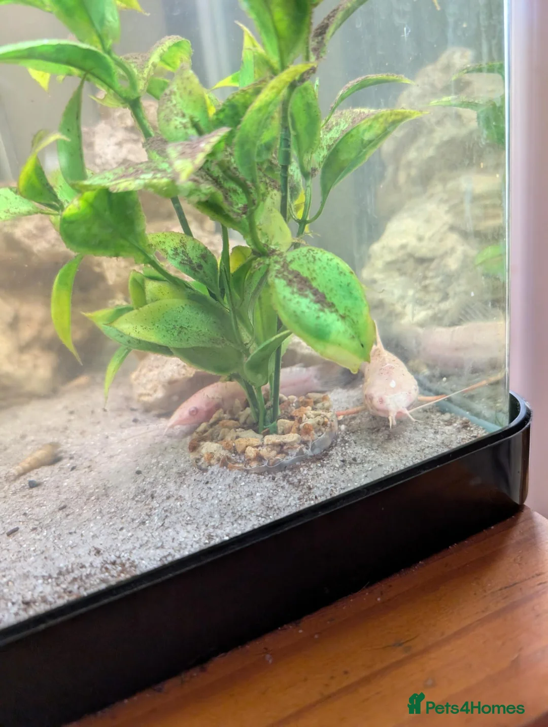 Other/Mixed Breed fish for sale: Fish and tank with everything  - Advert 1
