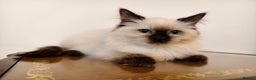 Ragdoll cats for sale: Beautiful Ragdoll Kittens Ready for Sale! - Advert 4