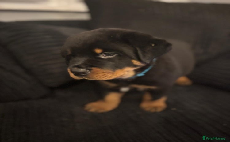 Rottweiler dogs - Advert 5