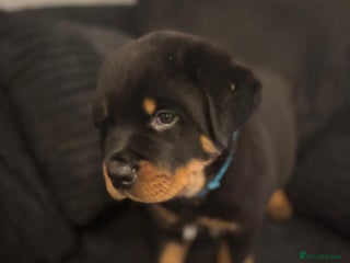 Rottweiler dogs - Advert 3