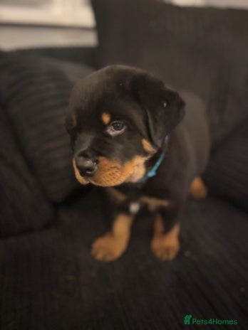 Rottweiler dogs - Advert 1