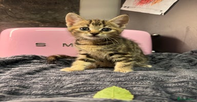 Mixed Breed cats Kittens  - Advert 5