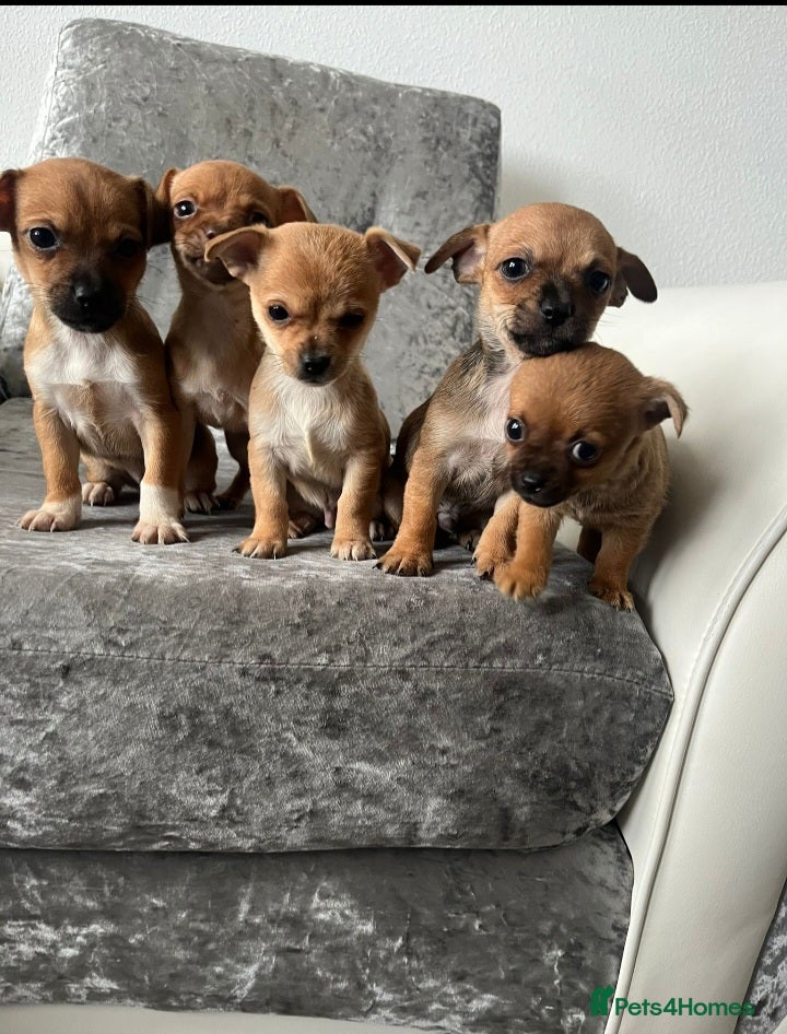 Chihuahua dogs Chihuahua puppies - Advert 1