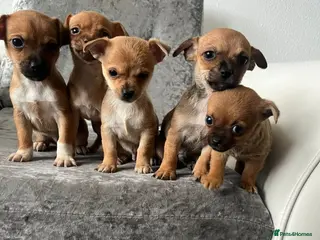 Chihuahua dogs Chihuahua puppies - Advert 1