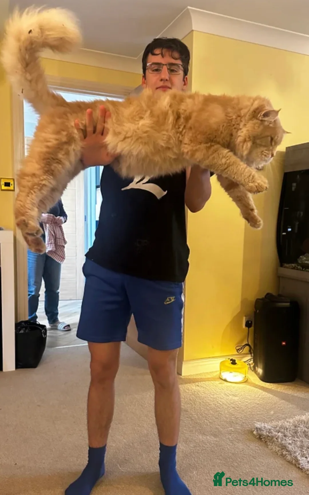 Ragcoon cats for sale: Rare Ragacoon Ragdoll x Maine Coon Kittens  - Advert 8