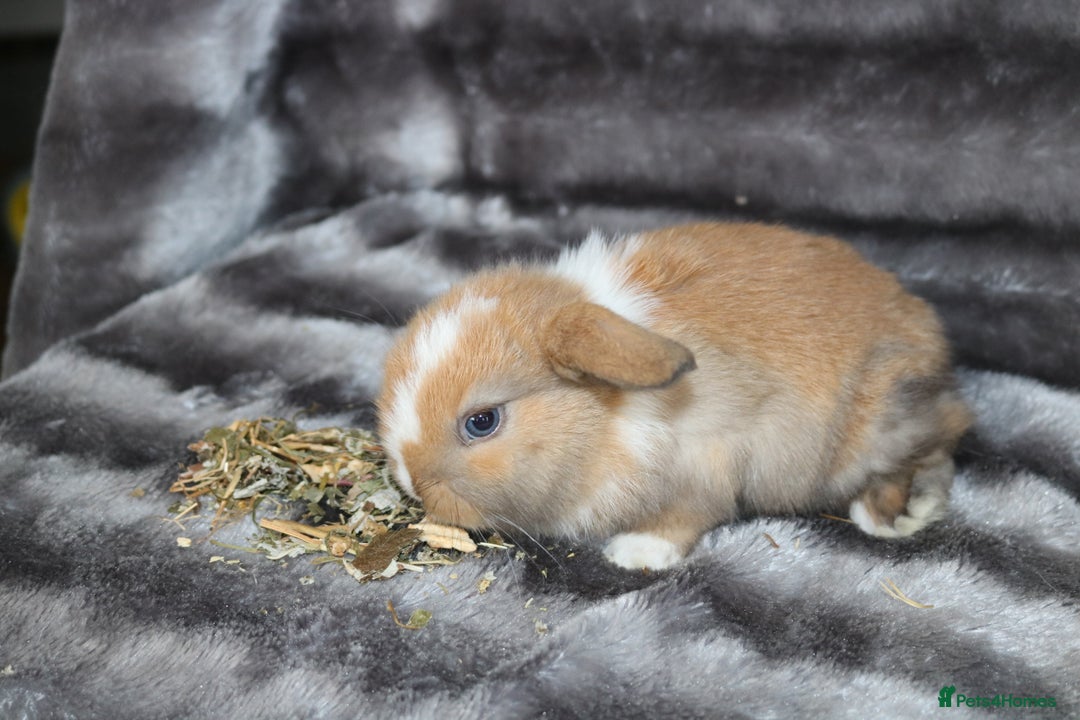 Mini Lop rabbits for sale: 3 Mini Plush x Mini Lop babies  - Image 15