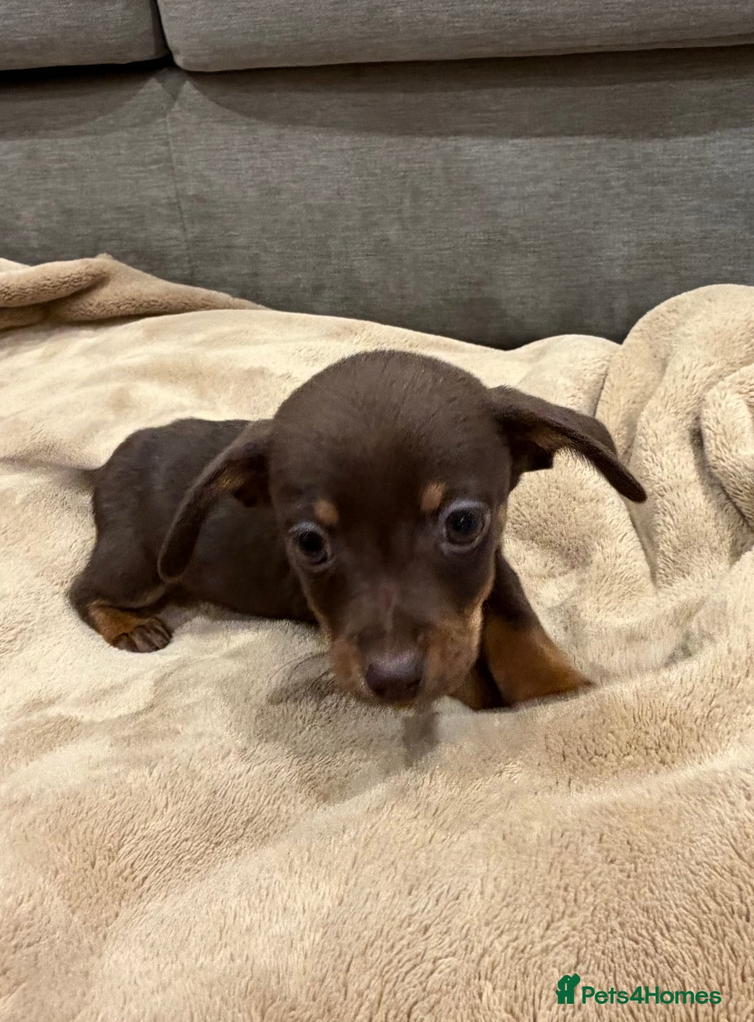Mixed Breed dogs for sale: Mini Dachshund–Pomchi Pups - Advert 11