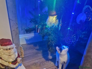 Mixed Breed cats Beautiful kittens for sale - Advert 16