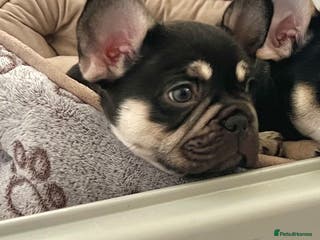 French Bulldog dogs Stunning Kc French Bulldog puppies - Advert 5