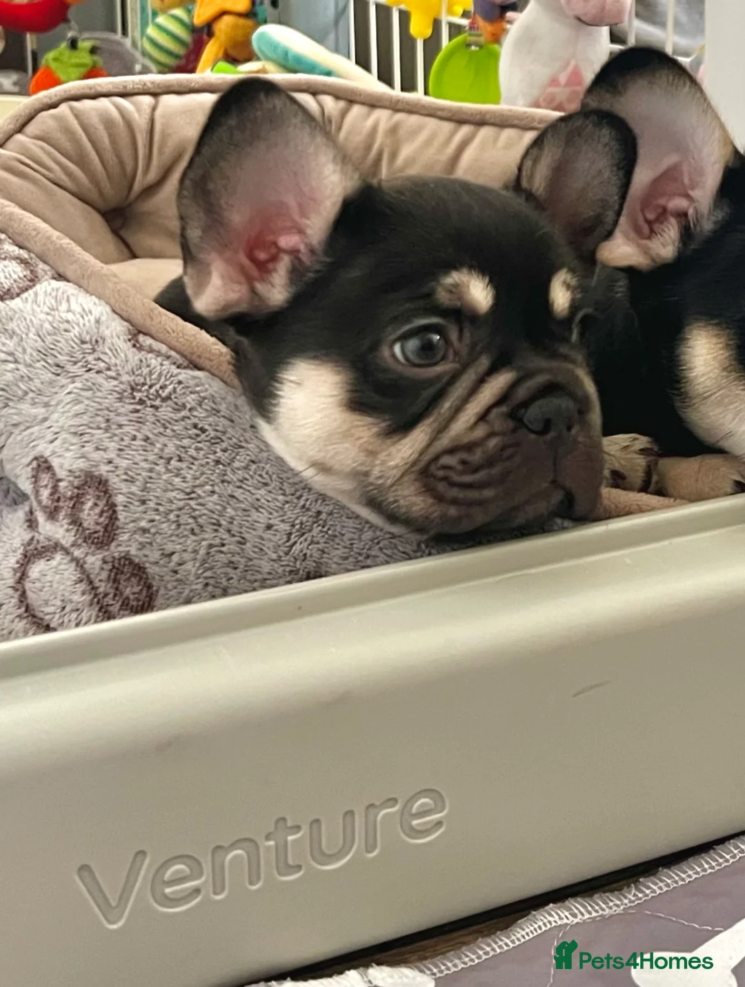 French Bulldog dogs for sale: Stunning Kc French Bulldog puppies  - Advert 4