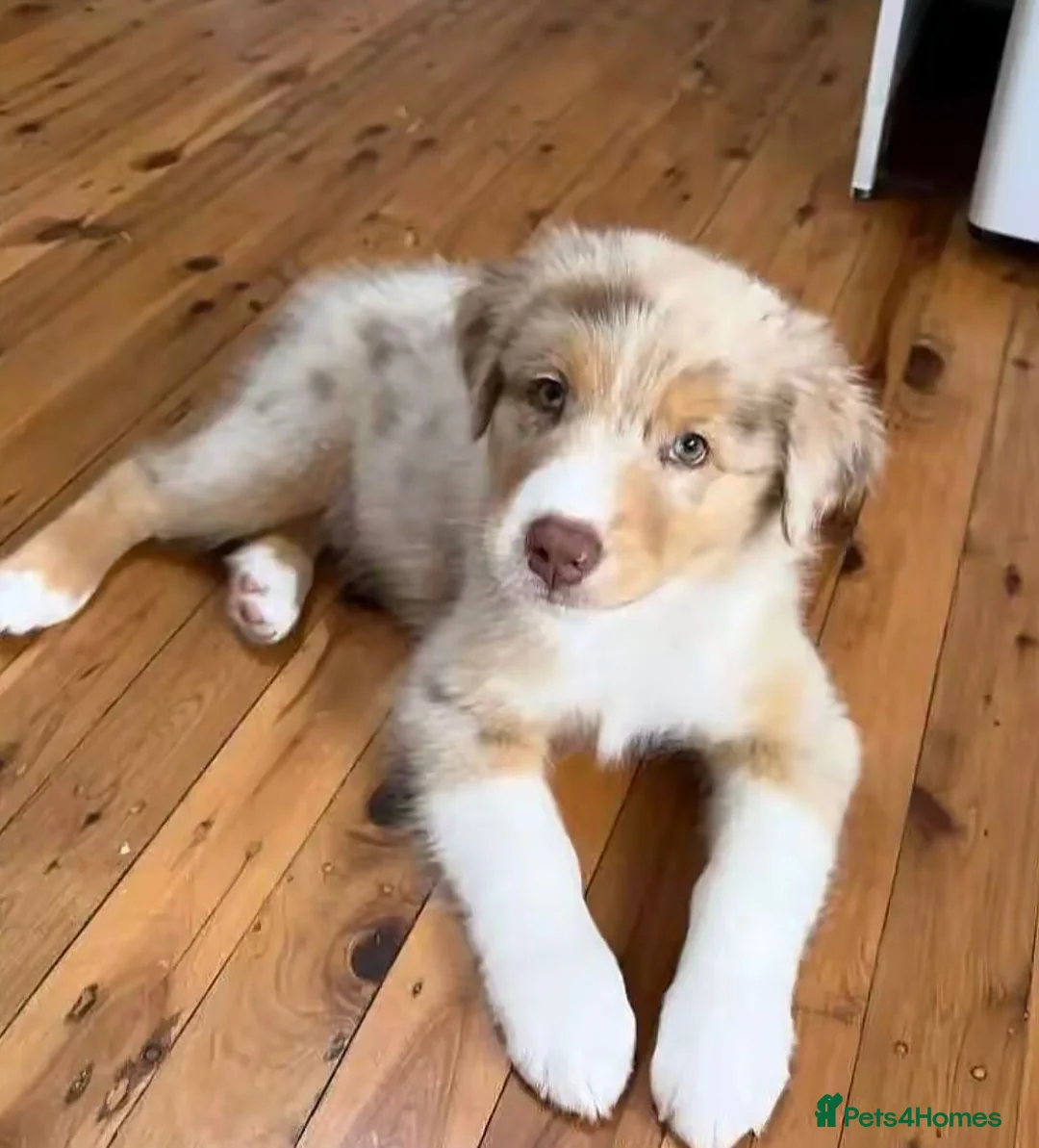 Australian Shepherd dogs for sale: Blue-Eyed Australian Shepherd Puppies Available in Welwyn Garden City - Advert 12