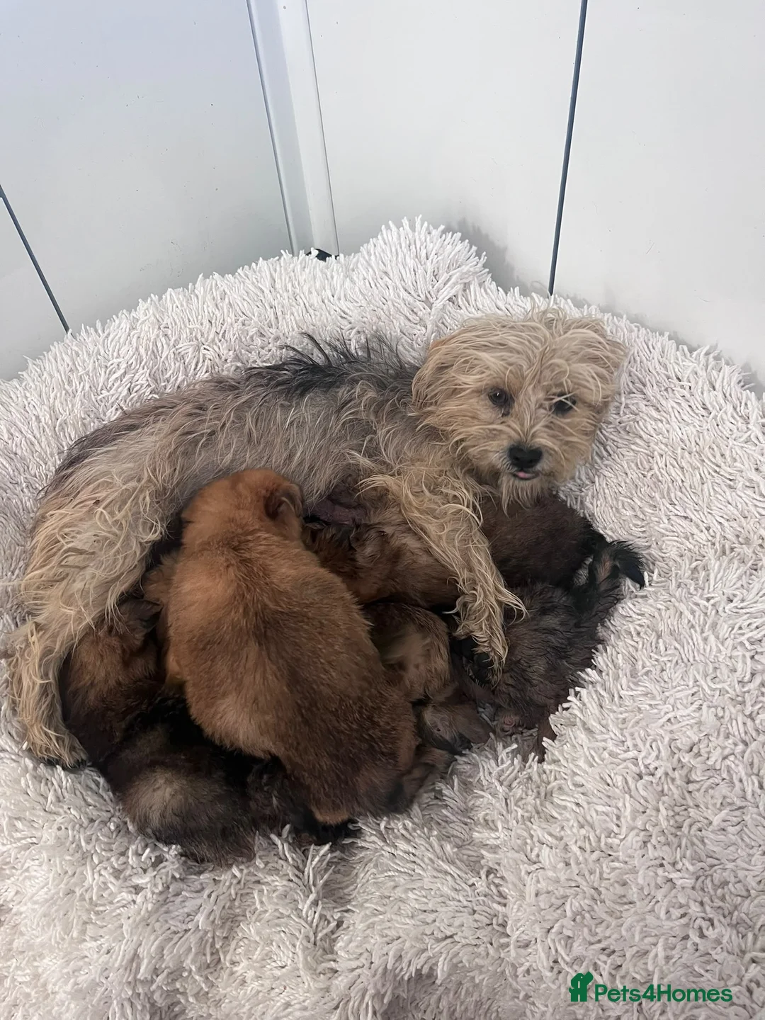 Mixed Breed dogs for sale: PomeranianX terrier - Advert 2