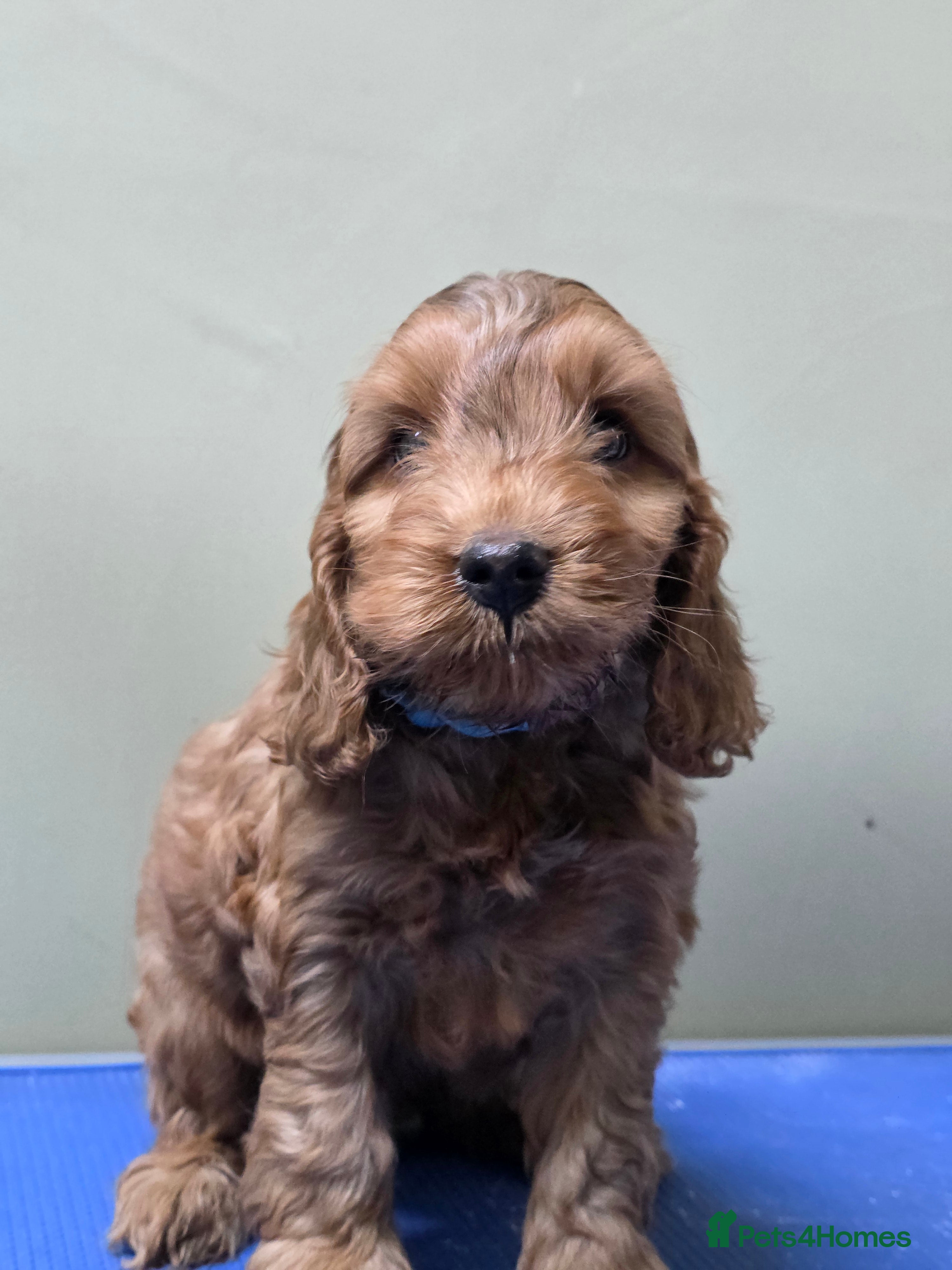 Cockapoo dogs Beautiful F1 Cockapoo Puppies - Advert 14