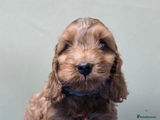 Cockapoo dogs Beautiful F1 Cockapoo Puppies - Advert 14