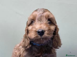 Cockapoo dogs Beautiful F1 Cockapoo Puppies - Advert 3