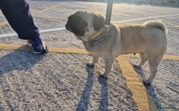 Pug dogs for sale: Lollita - Image 5