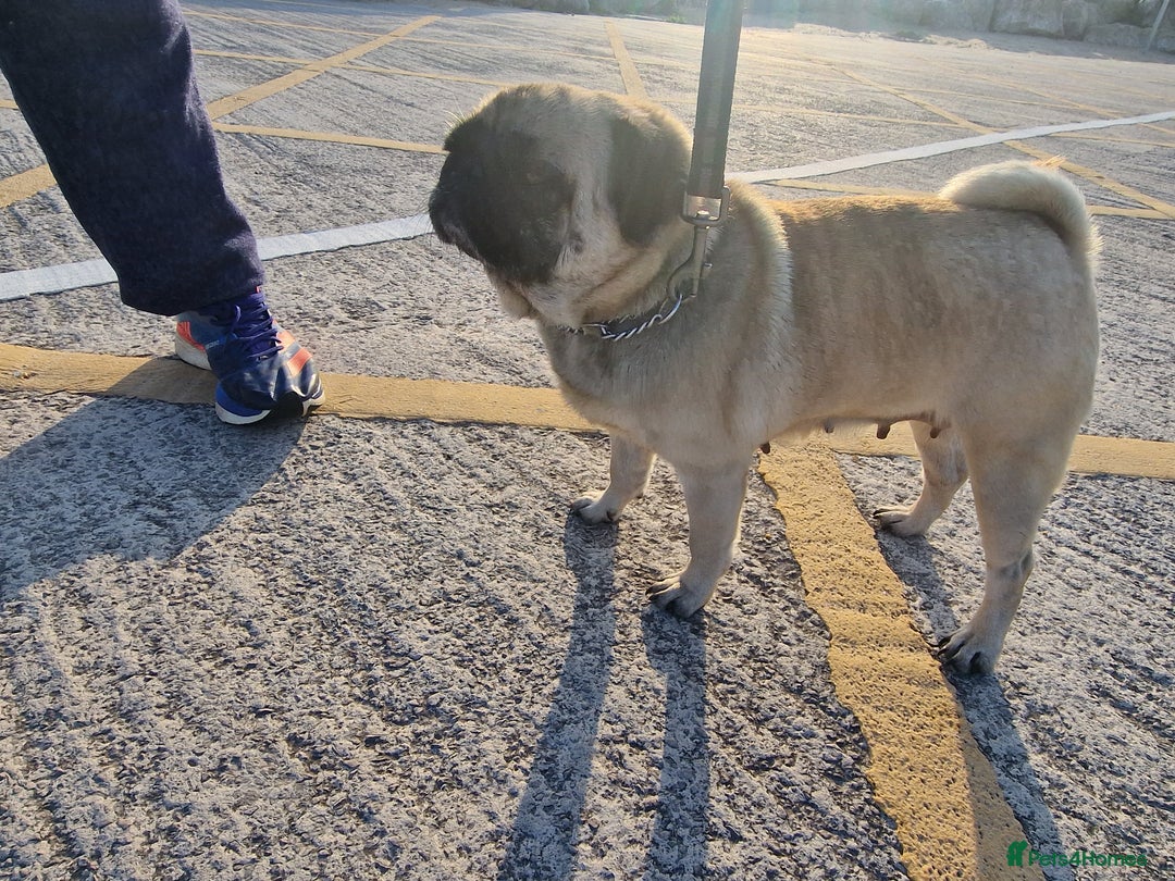 Pug dogs for sale: Lollita - Image 5