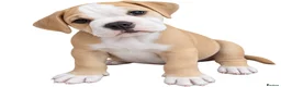 Olde English Bulldogge dogs for sale: READY TO LEAVE 3 old English bulldog  - Advert 3