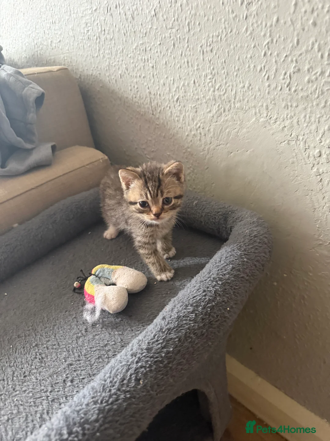 Mixed Breed cats for sale: Kitten  - Advert 2