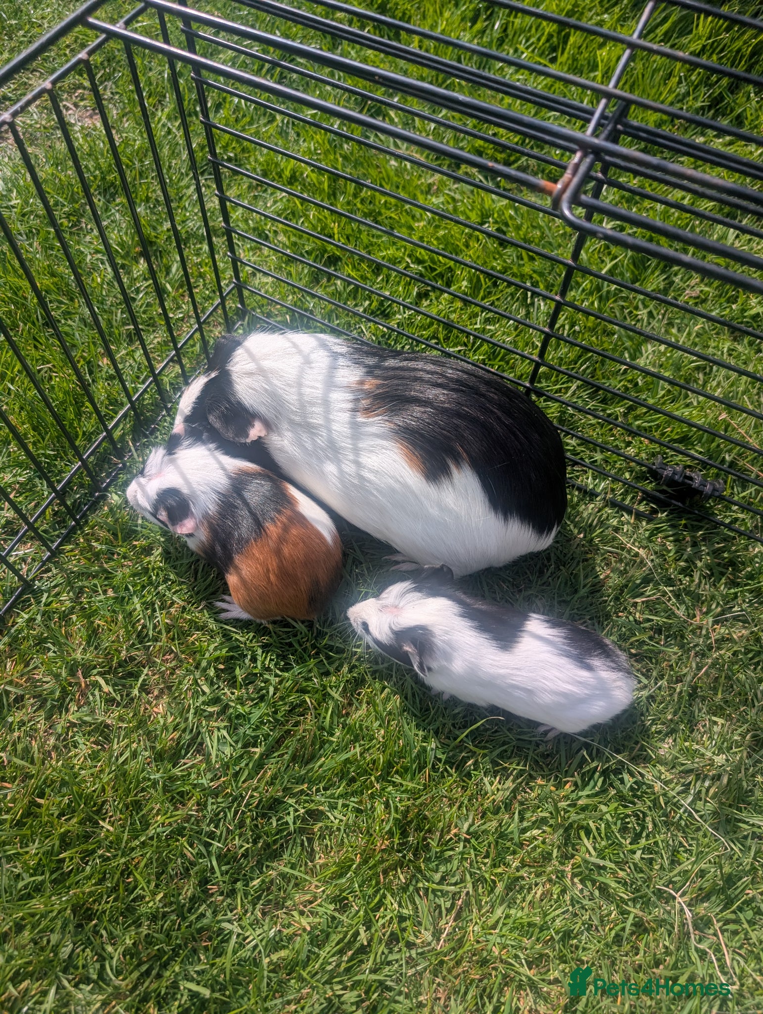 Guinea Pig rodents Female Guinea pigs mums and baby girls  - Advert 1