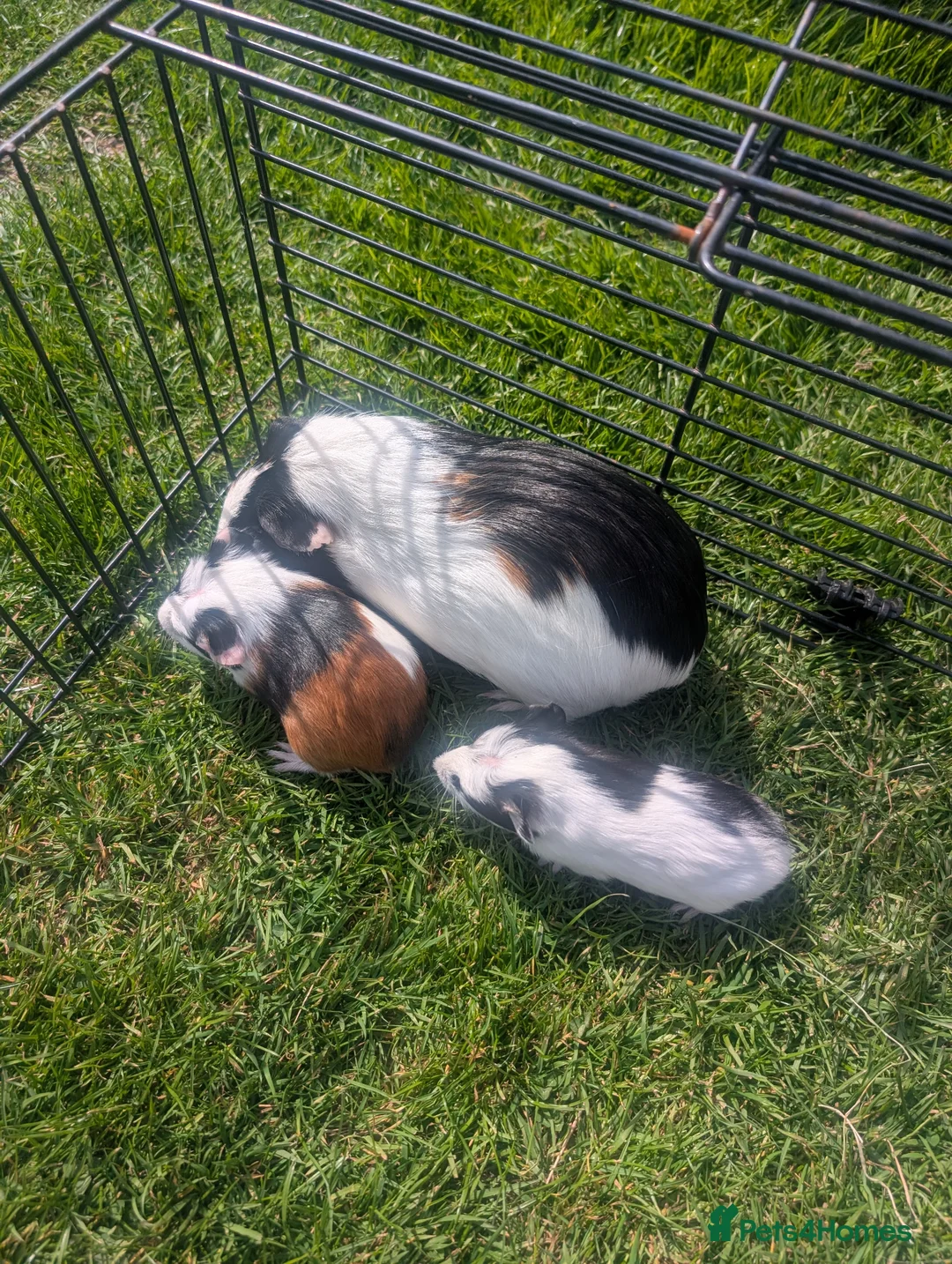 Guinea Pig rodents for sale: Female Guinea pigs mums and baby girls  - Advert 1