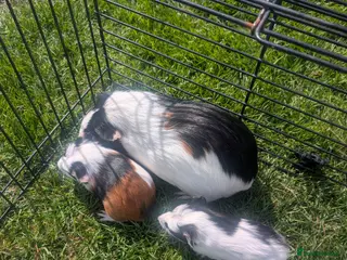 Guinea Pig rodents Female Guinea pigs mums and baby girls - Advert 1