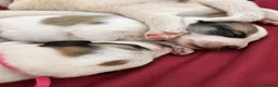 Pyrenean Mountain Dog dogs for sale: Beautiful KC Reg. Pyrenean Mountain Dog Puppies in Coventry - Advert 5