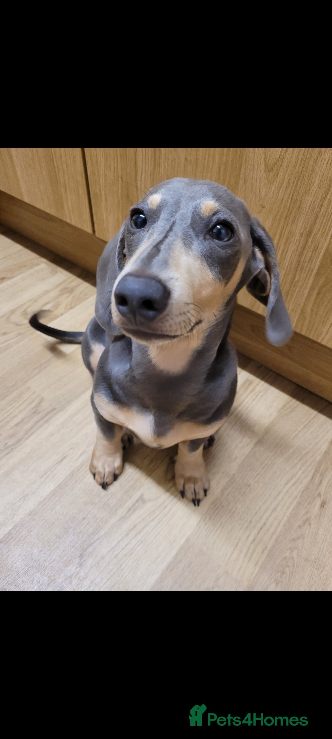 Dachshund dogs for sale: Danish 🐶 - Image 2