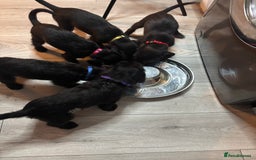 Mixed Breed dogs for sale: 3/4Bedlington 1/4Whippet - Image 12