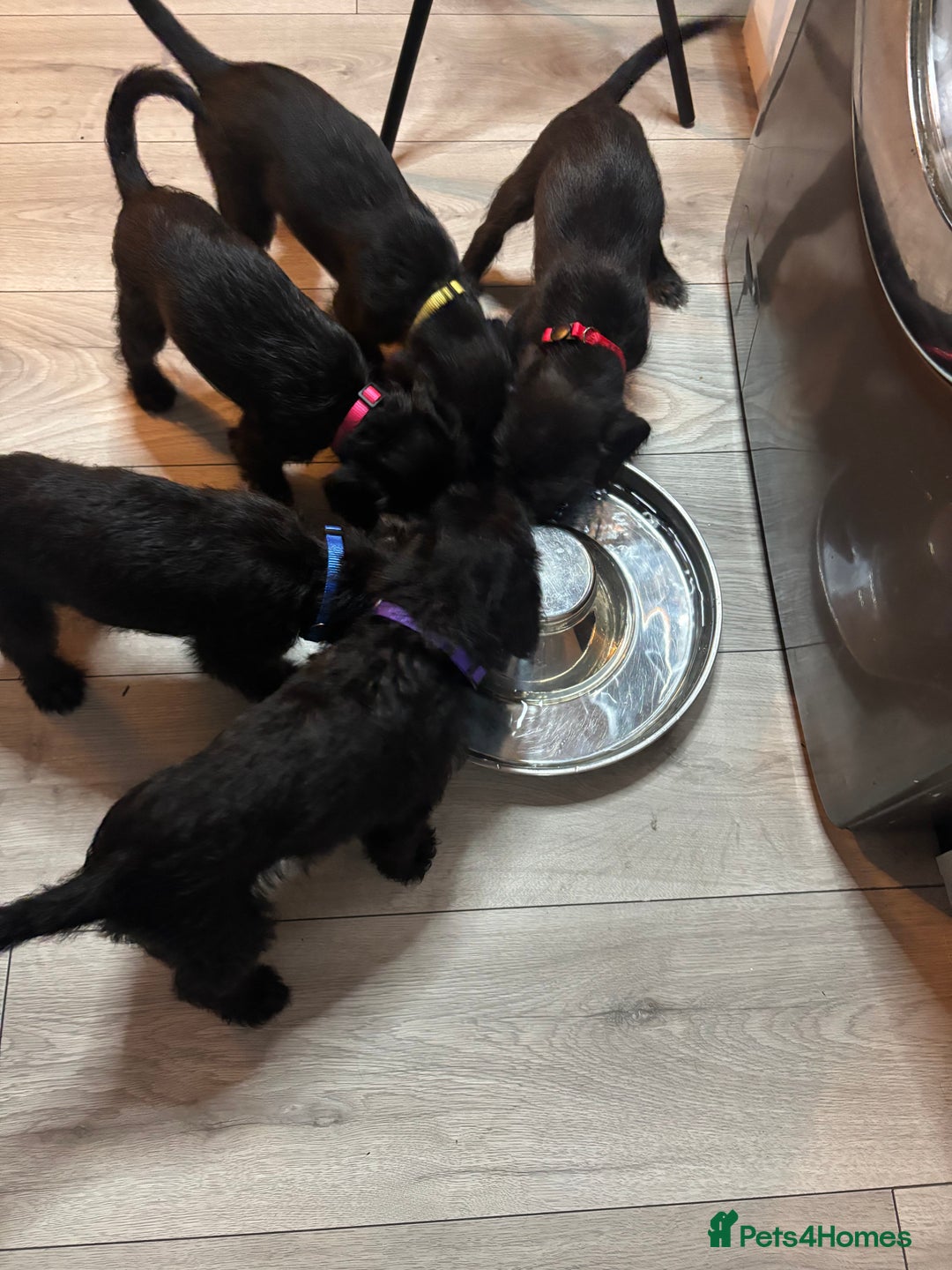 Mixed Breed dogs for sale: 3/4Bedlington 1/4Whippet - Image 12
