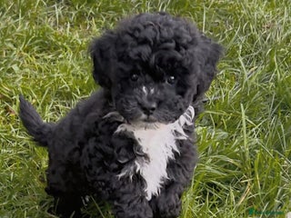Shihpoo dogs Baby Shihpoos - Advert 17