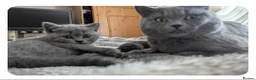 British Shorthair cats for sale: Last extremely friendly-pure BSH parents pedigree  - Advert 9