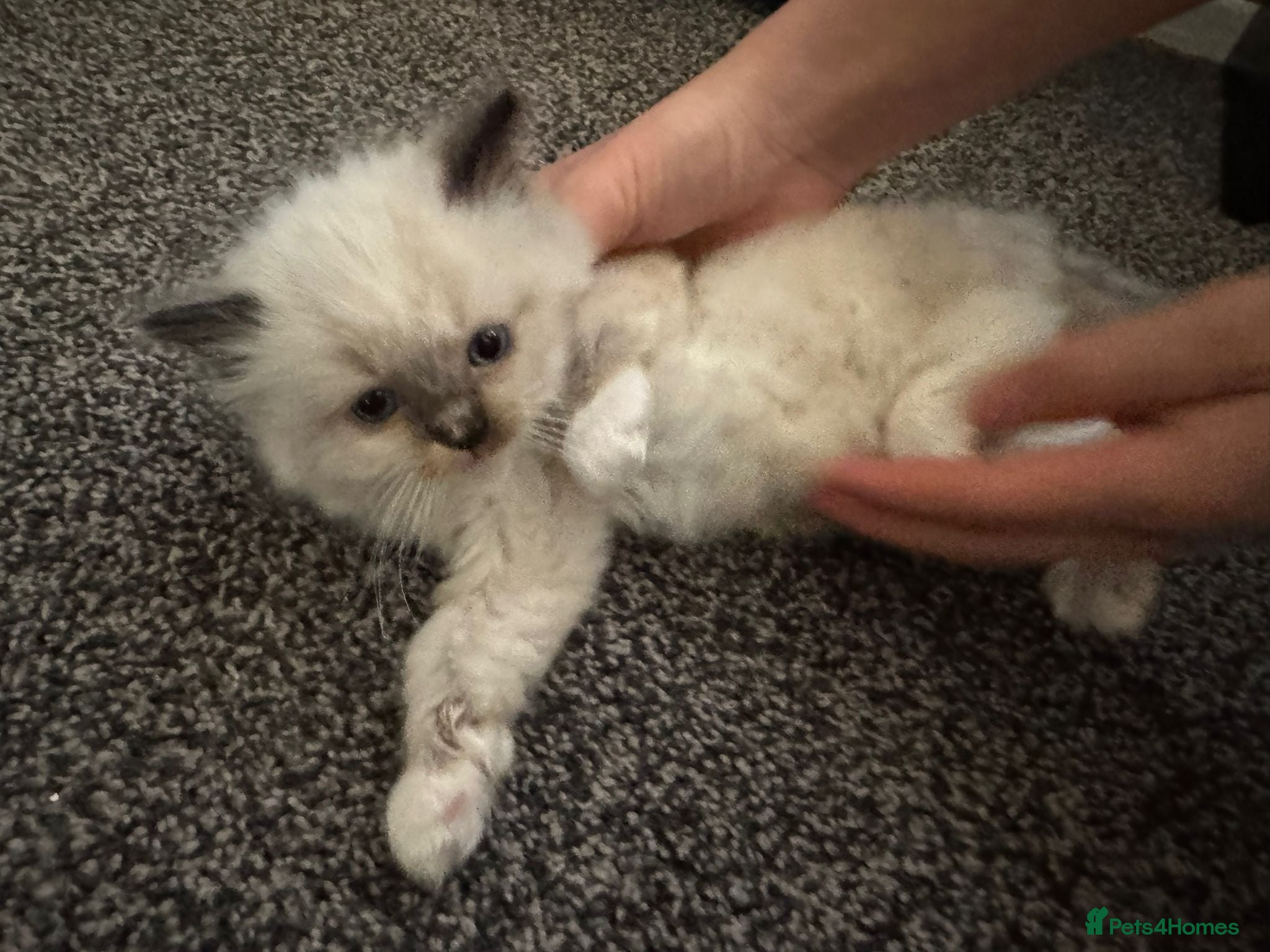 Ragdoll cats Ragdoll kittens  - Advert 2