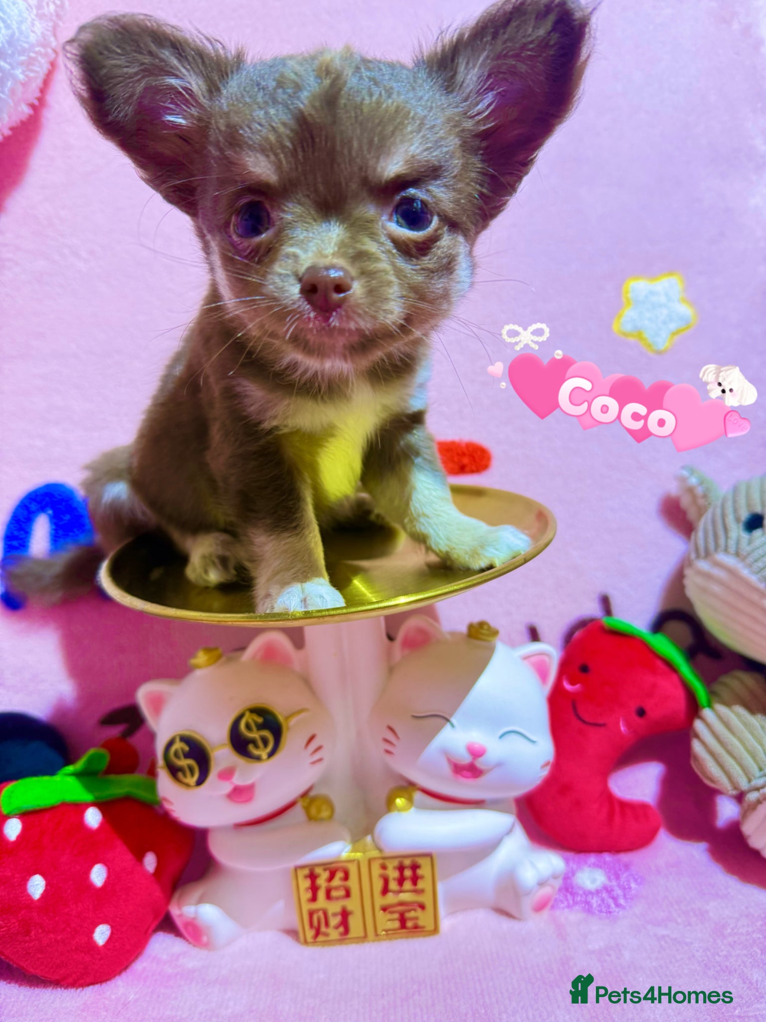Chihuahua dogs 🔥long-haired Chihuahua puppies for sale - Advert 1