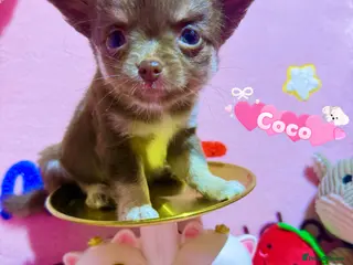 Chihuahua dogs 🔥long-haired Chihuahua puppies for sale - Advert 4