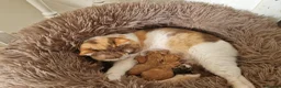 Mixed Breed cats for sale: Available Female tortie kitten - Advert 8