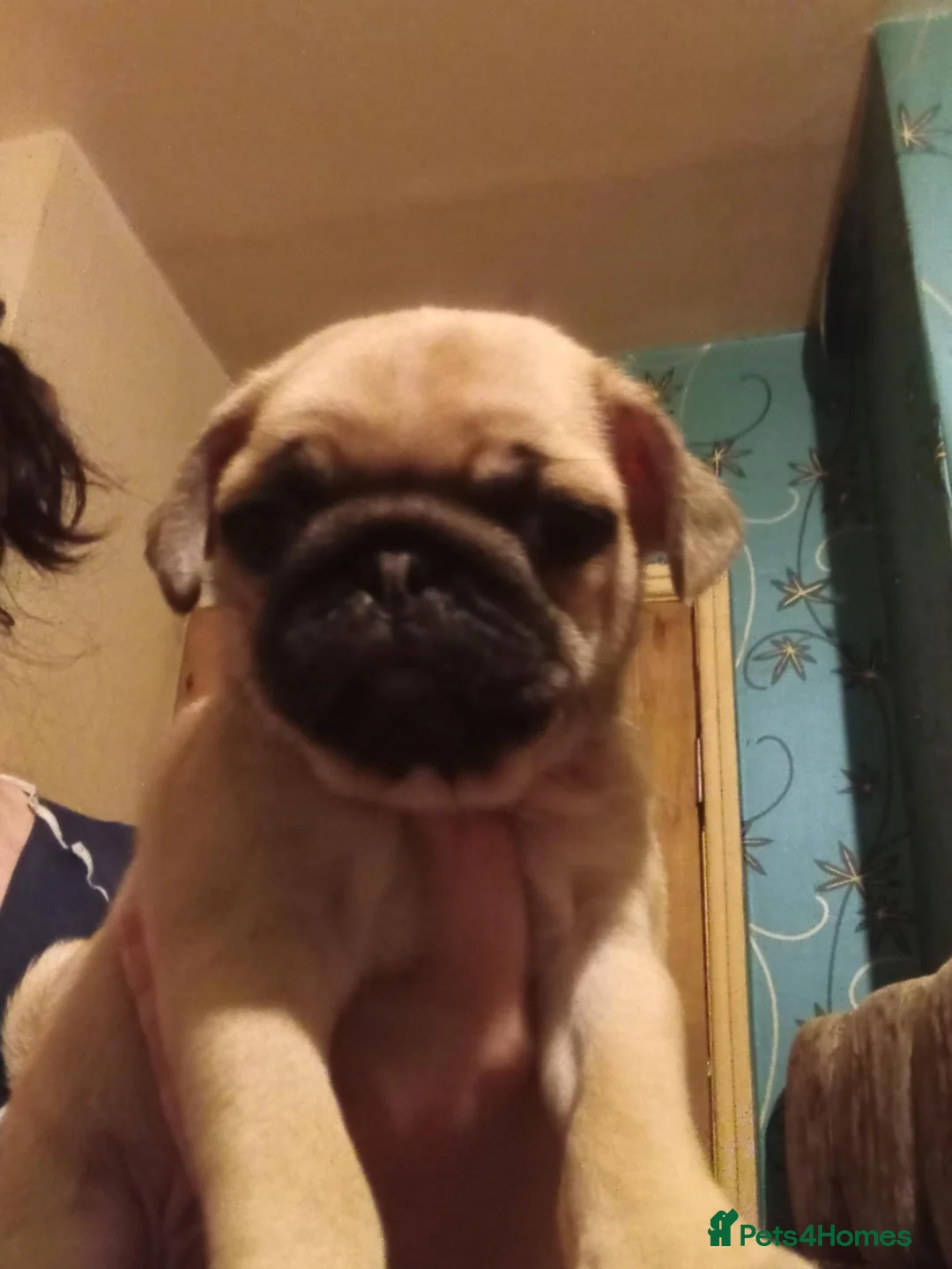 Pug dogs for sale: I have a lovely litter off pug pups for sale  - Advert 23